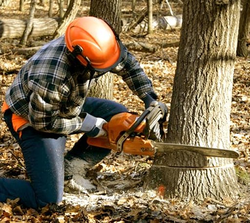 Tree Removal in San Perlita, TX